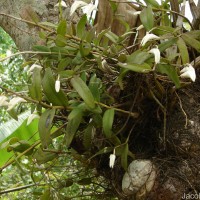 Dendrobium crumenatum Sw.